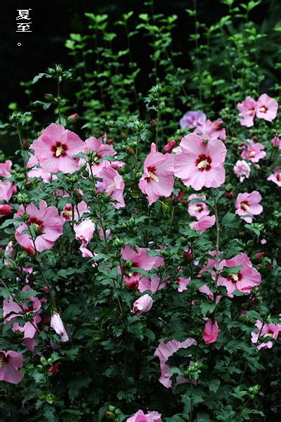 木槿|Hibiscus syriacus